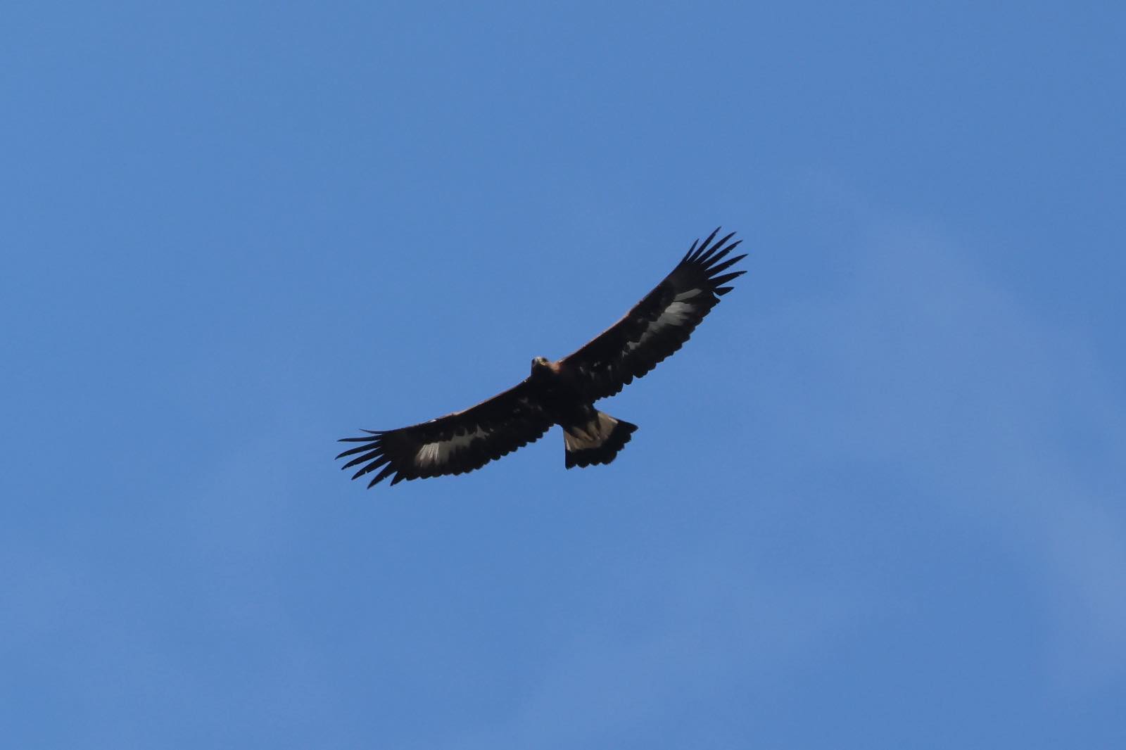 Un Aigle royal dans l'Ainse
